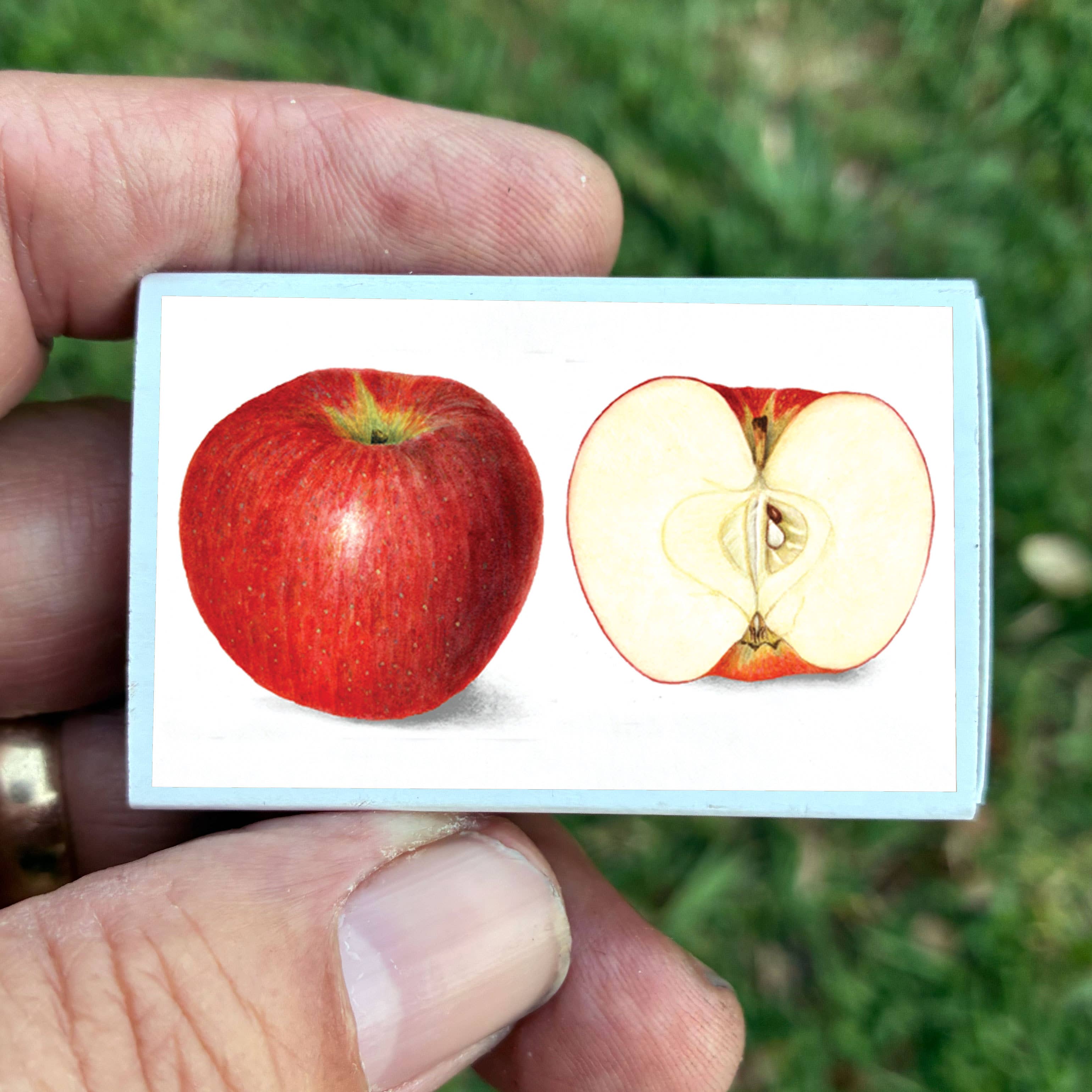 Red Apple Matchbox