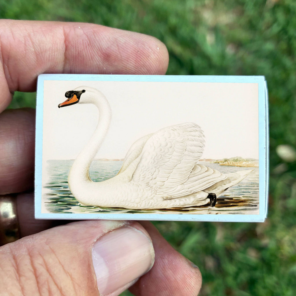 Swan Matchbox