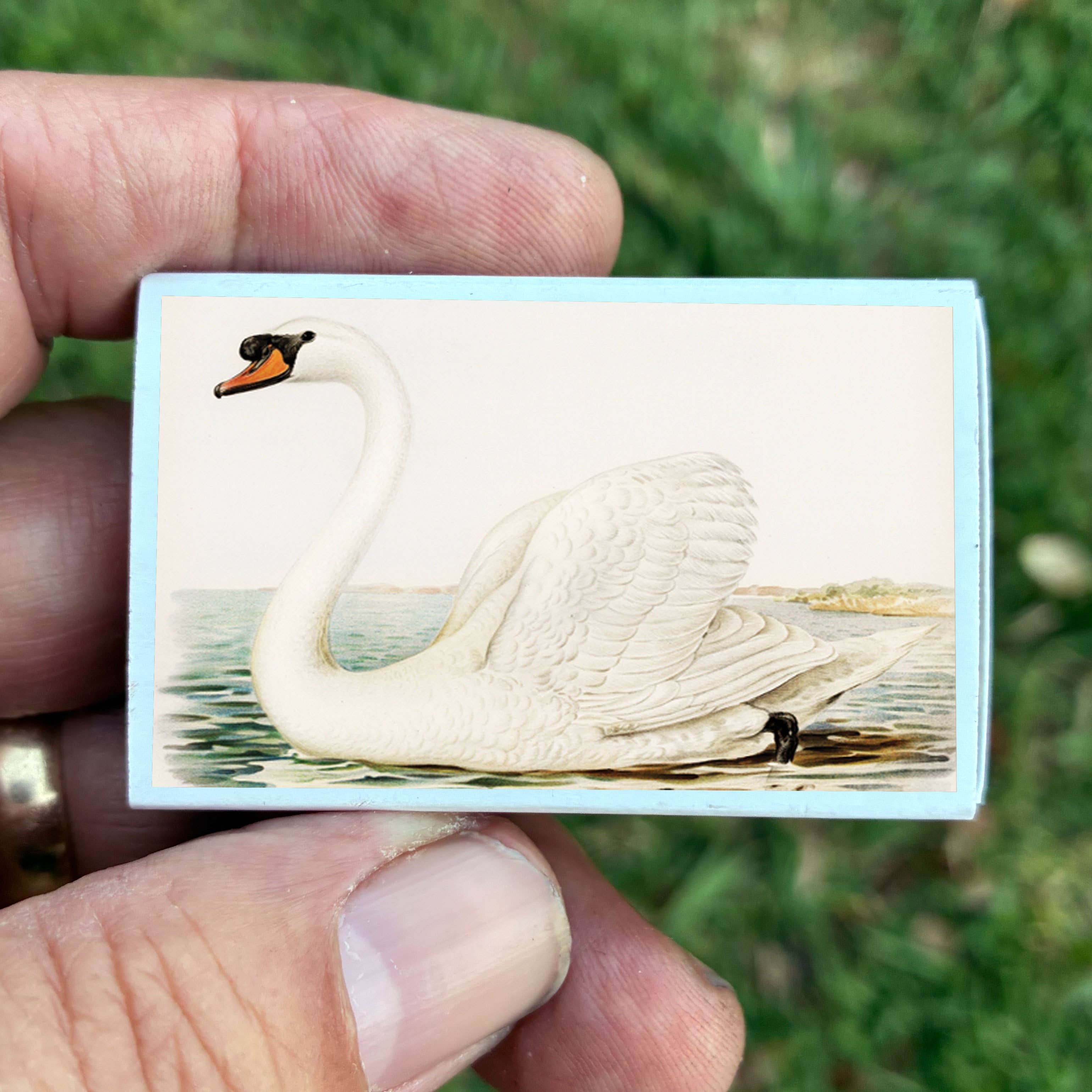 Swan Matchbox